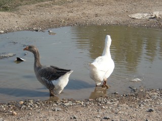 roup of white goose on a farm