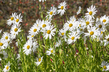 Fototapeta premium Flowers of autumn chamomile (Leucanthemella serotinum)