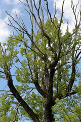 tree