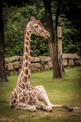 Giraffe