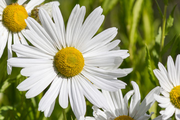 Obraz premium Flowers of autumn chamomile (Leucanthemella serotinum)