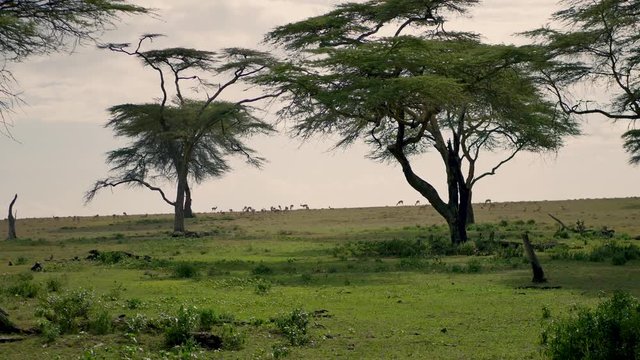 Antelope Grazing On A Green Meadow Or The African Savannah To The Acacia Trees