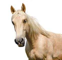 Horse head isolated on white