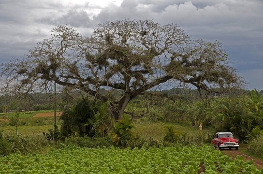 Altes amerikanisches Auto auf einer Tabakplantage auf Cuba