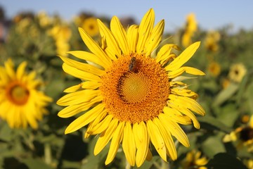 Sunflower with Bee