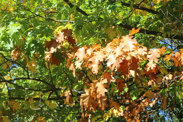  Bright yellow leaves look bright against a blue  sky