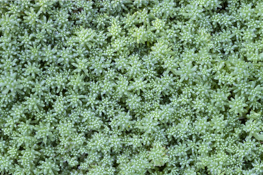 background of sedum hispanicum with dew drops, rain.selective focus.Ground cover plants.macro photo