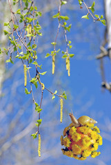 the snail on the orange flies to eat birch