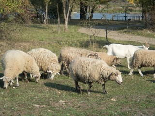 goat and sheep farm at countryside