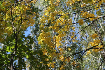  Bright yellow leaves look bright against a blue  sky