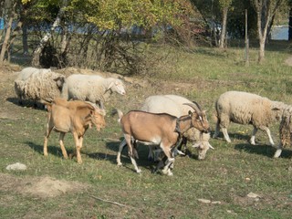 Naklejka na ściany i meble goat and sheep farm at countryside