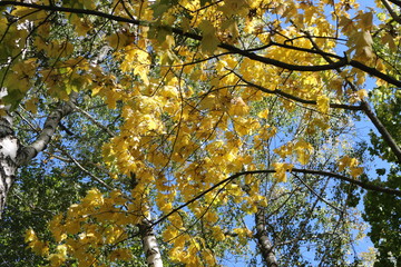  Bright yellow leaves look bright against a blue  sky