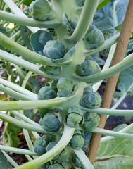 Rosenkohl, Brassica, oleracea var. Gemmifera