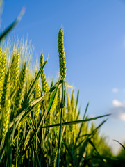 Green wheat field, agricultural landscape.