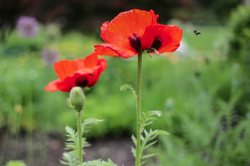 Fototapeta premium Kwiat maku