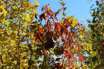  Red leaves of wild grapes look bright against a blue sky