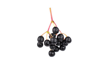 Isolated Sambucus (Elder or Elderberry) Berry.