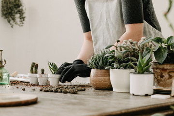Gardeners hand planting cacti and succulents in white pots on the wooden table. Concept of home...