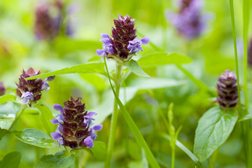 beautiful bright flowers heal-all growing in the grass on the edge