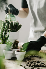 Gardeners hand watering cacti and succulents in white pots on the wooden table. Concept of home garden. Transplanting plants. 