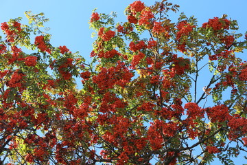 Red Rowan berries ripened on a tree