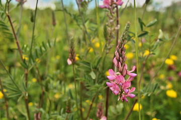 Onobrychis viciifolia also known as O. sativa or common sainfoin