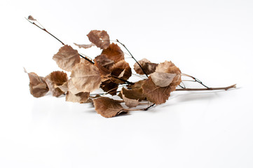 Autumn dried branch with dried leaves