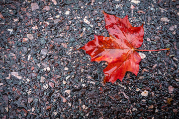Leaf on sidewalk