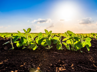 Green ripening soybean field, agricultural landscape