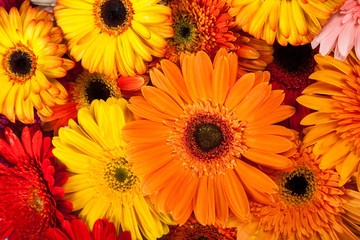 Closeup of Gerbera Daisies