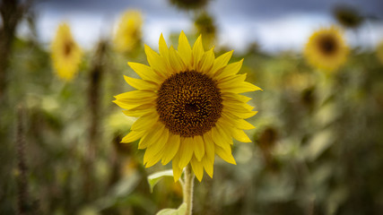 Close view of sunflower with out of focus sunflowers in background - 16:9 format