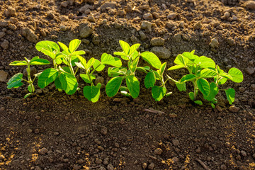 Green ripening soybean field, agricultural landscape