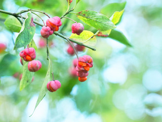 Deciduous shrub, pink flowers with orange seeds of euonymus europaeus or spindle. Celastraceae