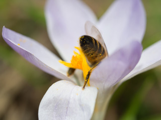 Bee up side down