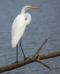 Great Egret