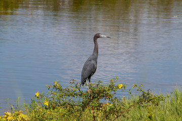 Little blue heron standing upright by a canal