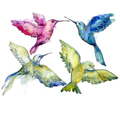 Sky bird colorful colibri in a wildlife by watercolor style isolated. Wild freedom, bird with a flying wings. Aquarelle bird for background, texture, pattern, frame, border or tattoo.