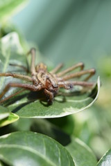 House spider