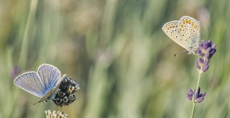 dwa różne motyle siedzące na gałązkach lawendy  na rozmytym zielonym tle