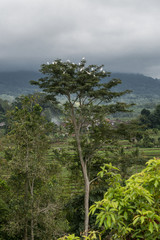 Birds in Tree Bali