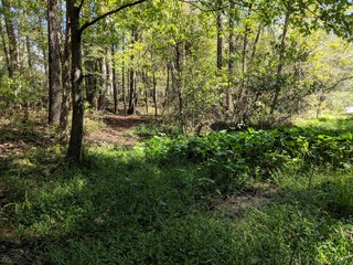 Obraz premium forest floor