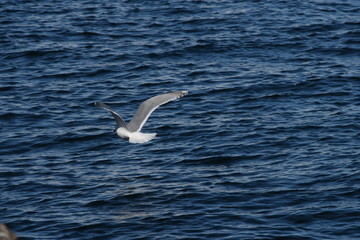 Seagull flying close up