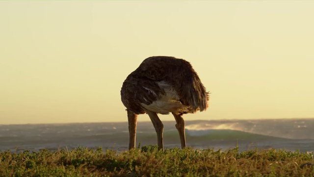 Ostrich Pecking on the Grassland - South Africa