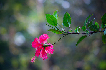 Beautiful Hibiscus flower hanging from the plant in the garden seen in a soft blurry background