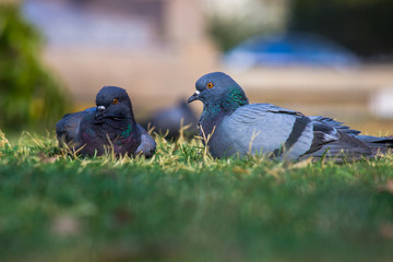 Pigeons and doves constitute the bird family Columbidae and the order Columbiformes, which includes about 42 genera and 310 species. The related word 