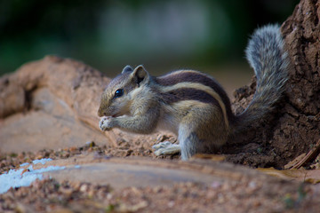 A Squirrel on the tree trunk looking curiously in its natural habitat with a nice soft green blurry background.