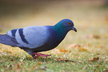Pigeons and doves constitute the bird family Columbidae and the order Columbiformes, which includes about 42 genera and 310 species. The related word 