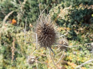 dry thistle in autumn season