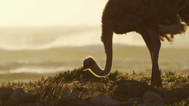 ostrich by the Coasat Eating - South AFrica