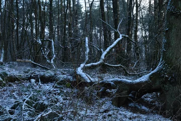 Foto auf Leinwand omgewaaide en besneeuwde bomen en takken in de Kruisbergse bossen  © henkbouwers